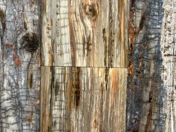 Brushed Petrified Wood Plank Flooring