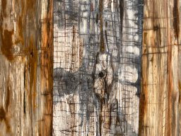 Brushed Petrified Wood Plank Flooring