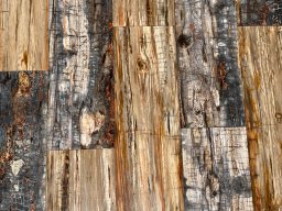 Petrified Wood Plank Flooring