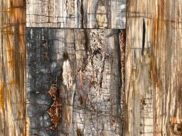 Brushed Petrified Wood Plank Flooring