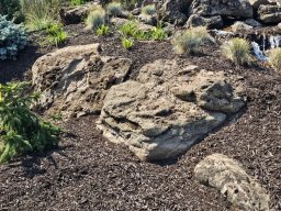 Basalt Lichen Specimen Boulders 