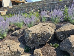 Basalt Lichen Specimen Boulders 