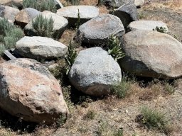 Elkhorn Granite Lichen Boulder